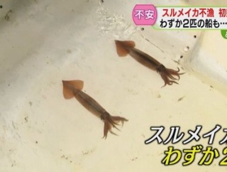 【悲報】2025年漁師さん「イカが豊漁だ！獲りまくるぞ！」→2026年漁師さん「何故かイカがいない」