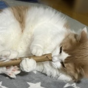 猫とは思えない遊び方をする大きな猫