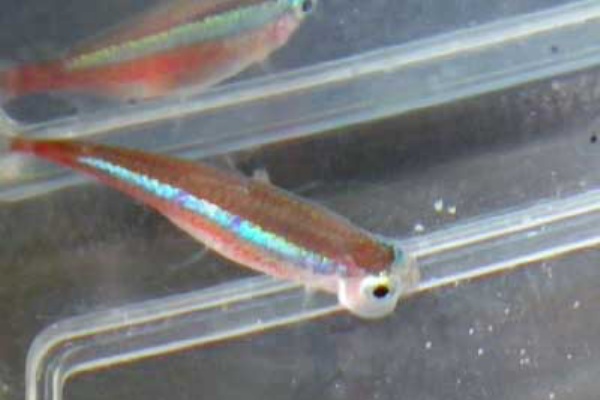 テトラが病気 金魚とベタと浮世草