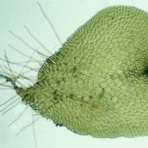 麺喰道 （およそ鹿児島の麺日記～ほぼラーメン）