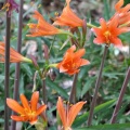 城山公園のキツネノカミソリ