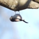 【遠征】利根川で猛禽類と脚力のすごいエナガを観察 ﾉｽﾘ、ﾁﾊﾞｴﾅｶﾞ