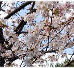 区の骨粗しょう症検査に行って来た。