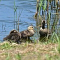 2026年7月19日の野鳥公園