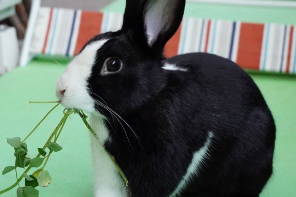 兎鳥庵 うさぎさんの里親募集