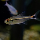 『10月12日(木)熱帯魚入荷情報』の画像