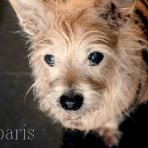 パリ生活社ミルクとマカロン2