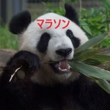 『お買い物マラソン【4月23日～28日】エントリー＆クーポンまとめ』の画像