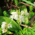 夏の花咲く那須連山へ