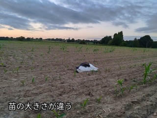 義妹がやって来る