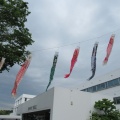 屋根より高い~🎏