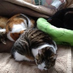 鶴岡畳産業ブログ-最強猫!?バーニーと遊ぼ-