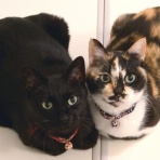 酒とロックな日常