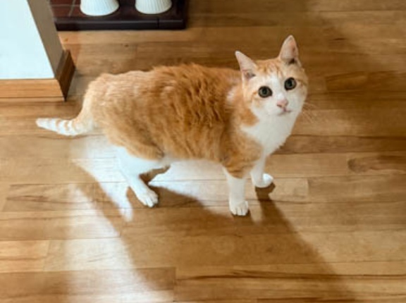 清涼剤