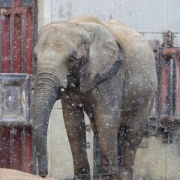 雪が降ってきた♪