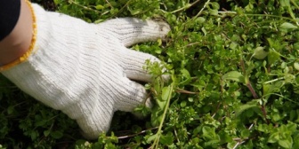 庭付き一戸建てを買ったわ。だけど正直庭はいらなかった。草むしりが面倒くさい…