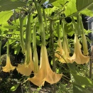 トランペットの花の勢いが止まらない