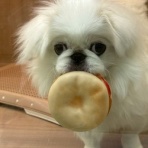 三重県 ペットショップワンラブ カインズ明和店のスタッフブログ