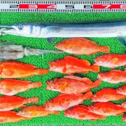 2026年7月18日　釣果