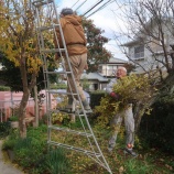 『庭木の剪定』の画像