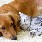 ペット飼ってると恋人出来ないよとか忠告してくるやつｗｗｗｗｗｗｗ