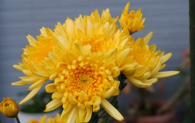 『秋の庭の植物とお掃除、箒・竹箒・熊手』の画像