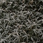 かえるのひとりごと