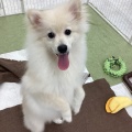 ポメラニアン🤍