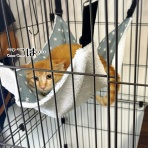 猫とお酒と日々のこと