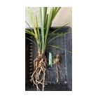 �ص������Ѳ����ʤ����٤β���