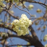 『今年の桜』の画像