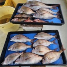 １１月１２日(火)～１６日(日)