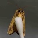 オオタバコガのぷくぷく旅立ち（2025/11/07）