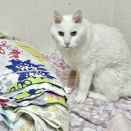 びったん