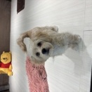 ペキプーの紹介