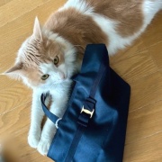 メルちゃん、バッグを持ってお出かけですか？
