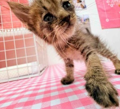 また子猫ですか！？と言われました