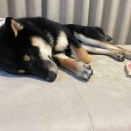 インプット過多と癒し