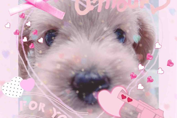 神奈川県海老名市 ペットショップ ワンラブ ららぽーと海老名店ブログ