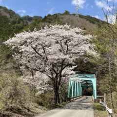 飛騨かなやまの桜　開花状況 2026
