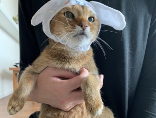 ちびシナモロール子ちゃん