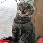 黒柴犬林林の行状記  　　紫おん編　