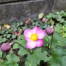 やっとシュウメイギクが開花しました！
