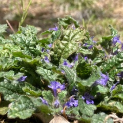 飛騨かなやまの桜　開花状況 2026