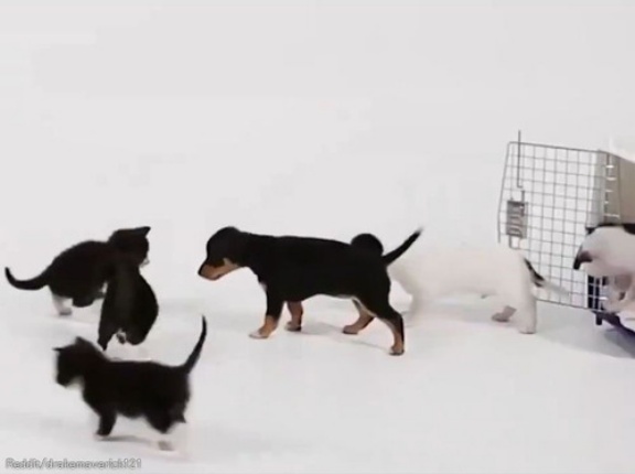 子猫4匹と子犬4匹を対面させてみたら…無邪気な交流が生まれた