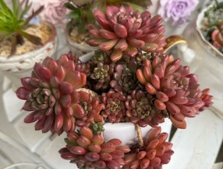 ＊100均の多肉が3年を経て大家族になりました