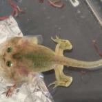 迷カエルコハウス🐸