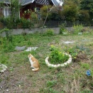 ネコのために購入した土地　宅地で７０坪５００万円