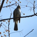 みかん農家のこだわりみかん栽培の日々