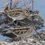 野鳥の観察を都内で